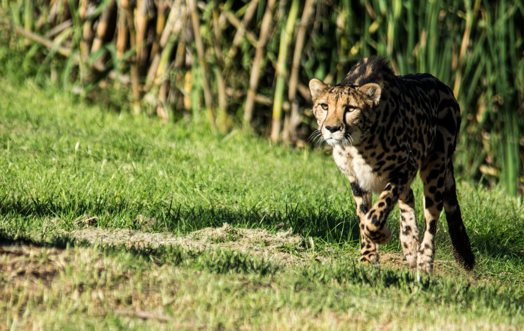 28-King_Cheetah_TWPZ_-_20140417-2