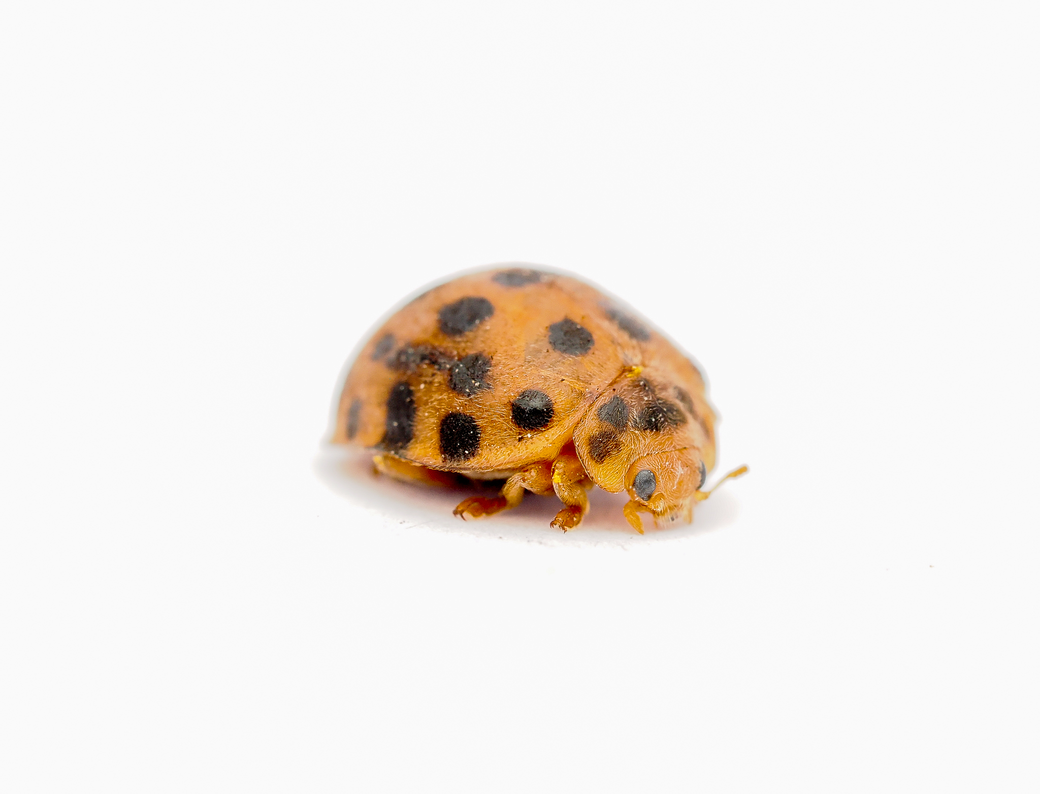28-Spotted Potato Ladybird