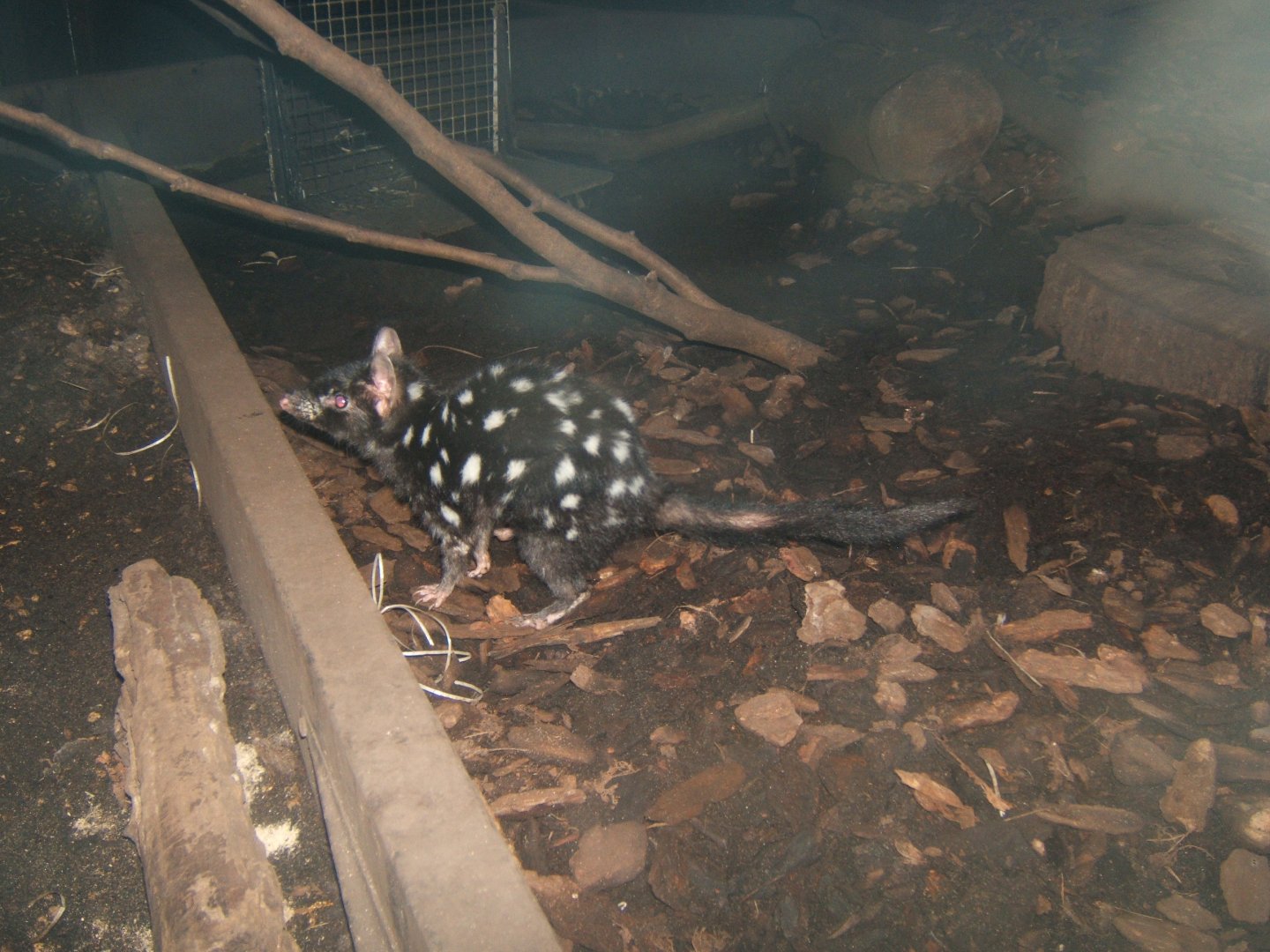 29/1/2017 Eastern Quoll