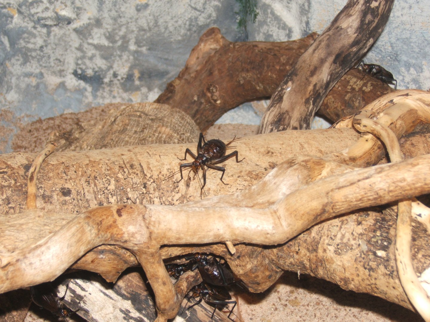 29/1/2017 Ethiopian Cricket (Homoeogryllus xanthographus)