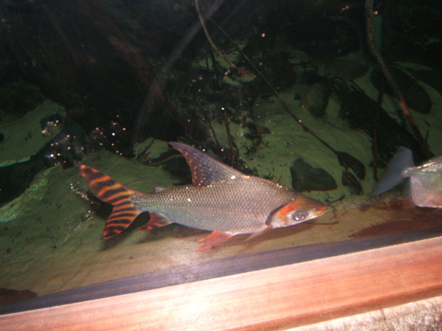 29/1/2017 Flagtail Characin (Semaprochilodus insignis)