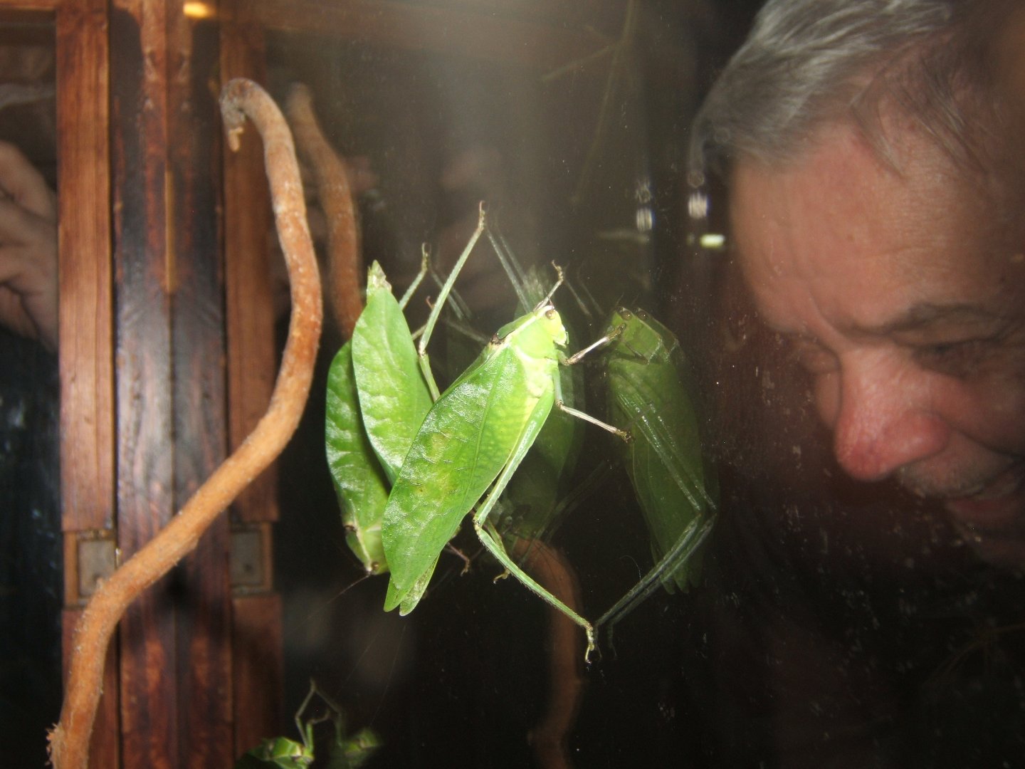 29/1/2017 Giant Katydid (Stilpnochlora couloniana) and a very strange looking visitor