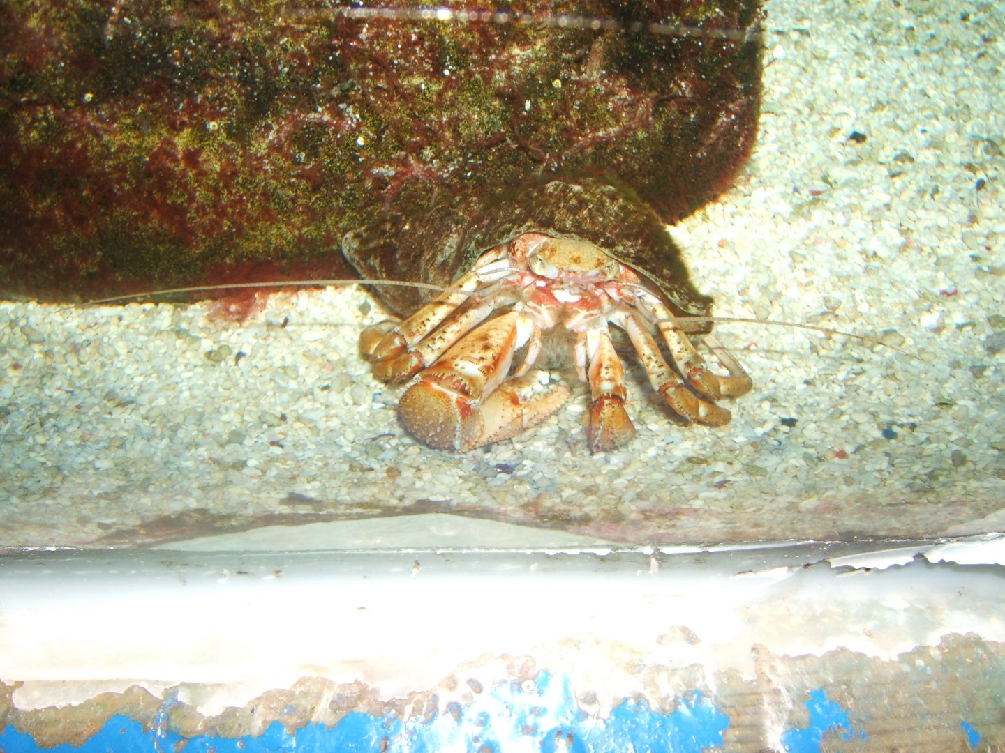 29/1/2017 Hermit Crab