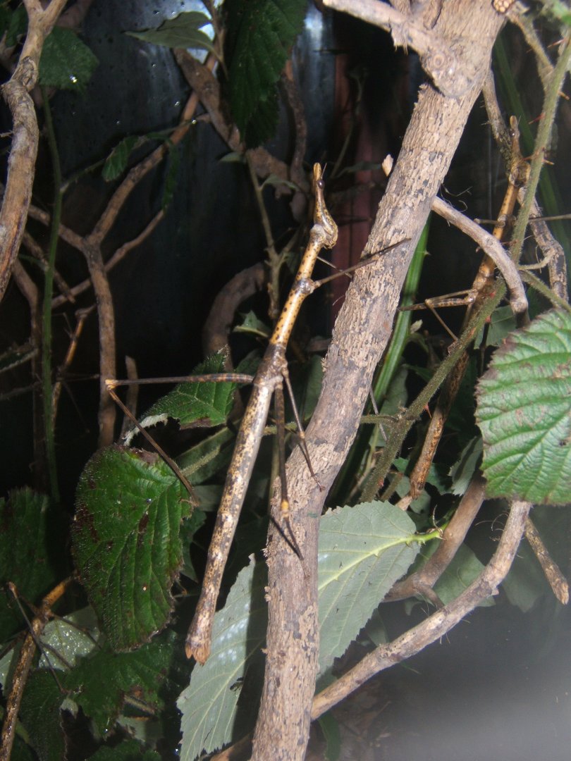 29/1/2017 Horse-headed Grasshopper (Pseudoproscopia latirostris)