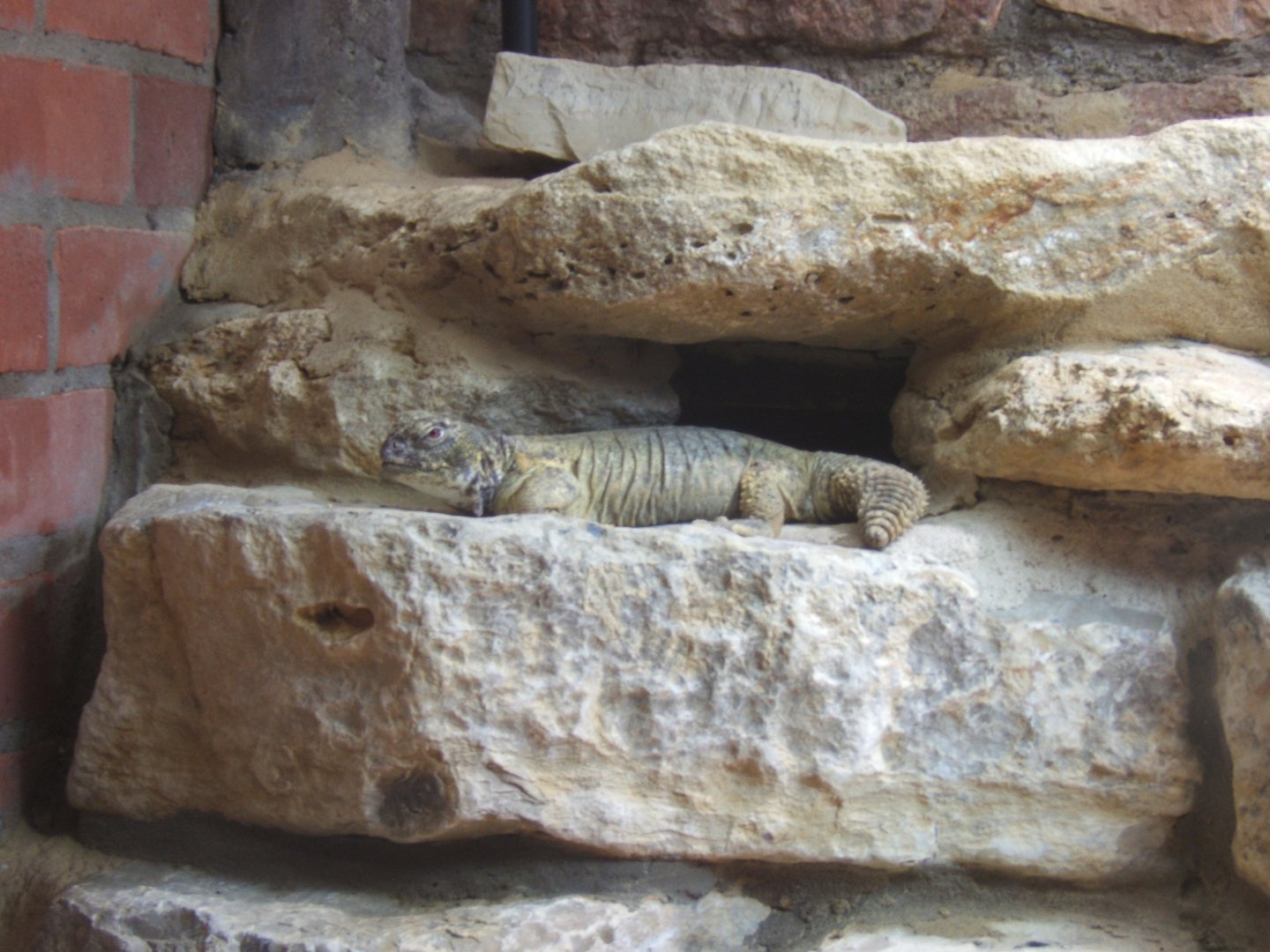 29/1/2017 Leptian's Spiny-tailed Lizard