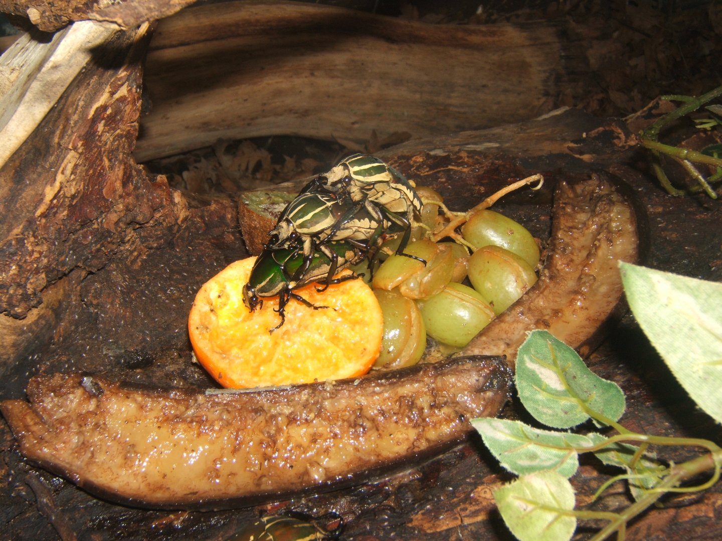 29/1/2017 Lesser Goliath Beetle (Mecynorhina polyphemus)