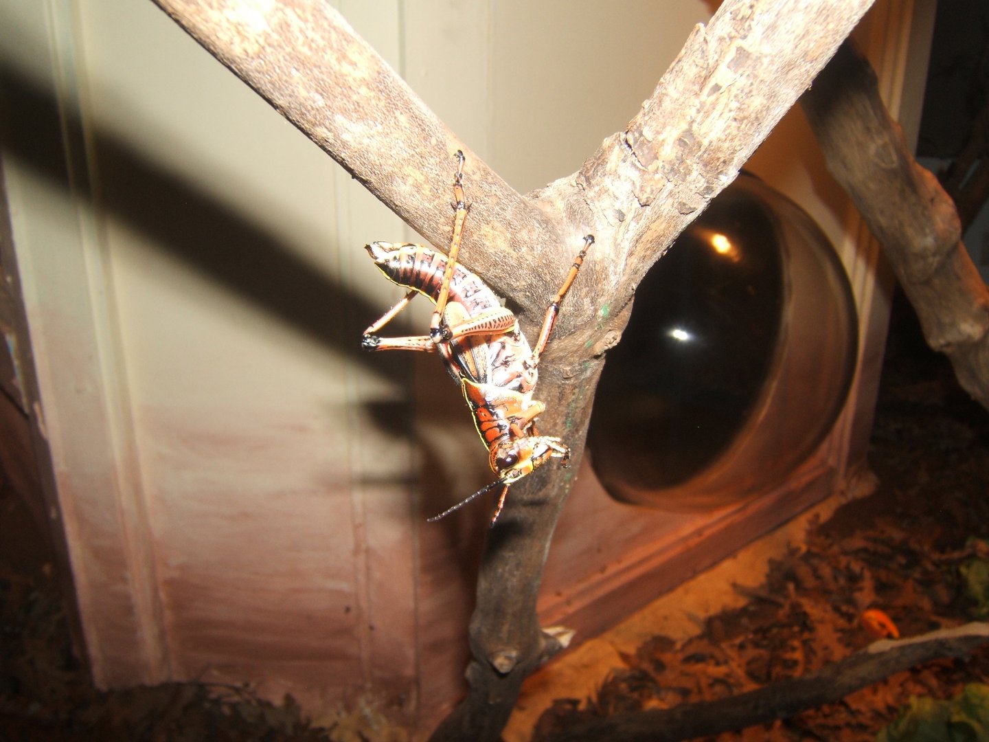 29/1/2017 Lubber Grasshopper (Romelea microptera)