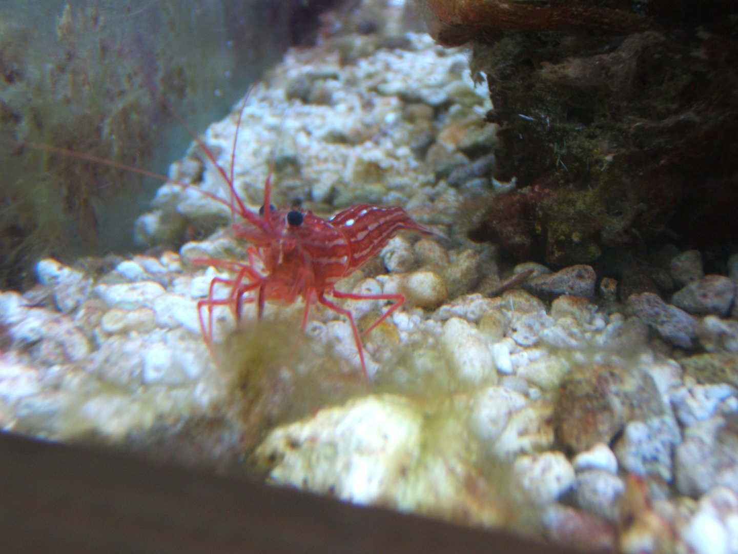 29/1/2017 Peppermint Shrimp (Lysmata wurdemanni)
