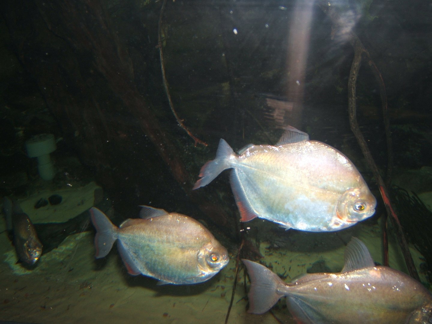 29/1/2017 Silver Dollar (Metynnis argenteus)