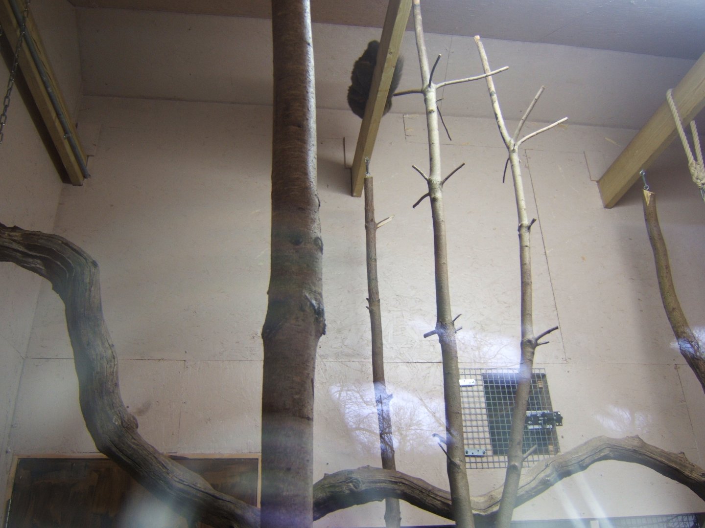 29/1/2017 View of the Lake Alaotra Gentle Lemur exhibit inside the House