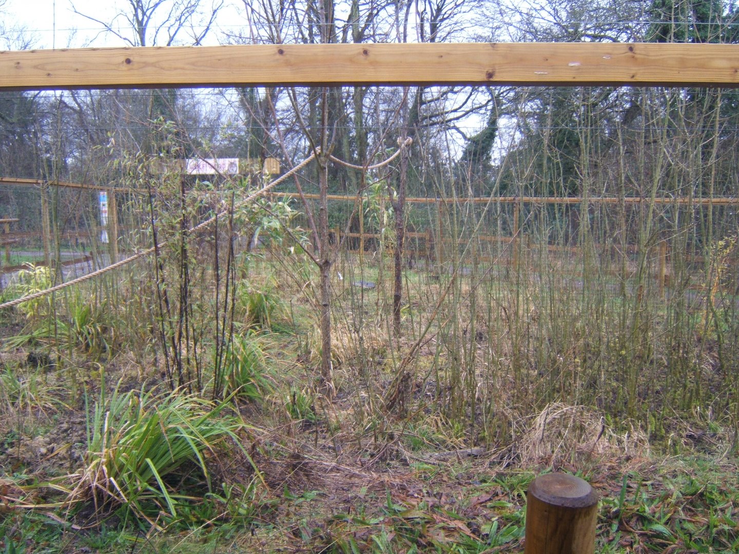 29/1/2017 View of the Lake Alaotra Gentle Lemur exhibit