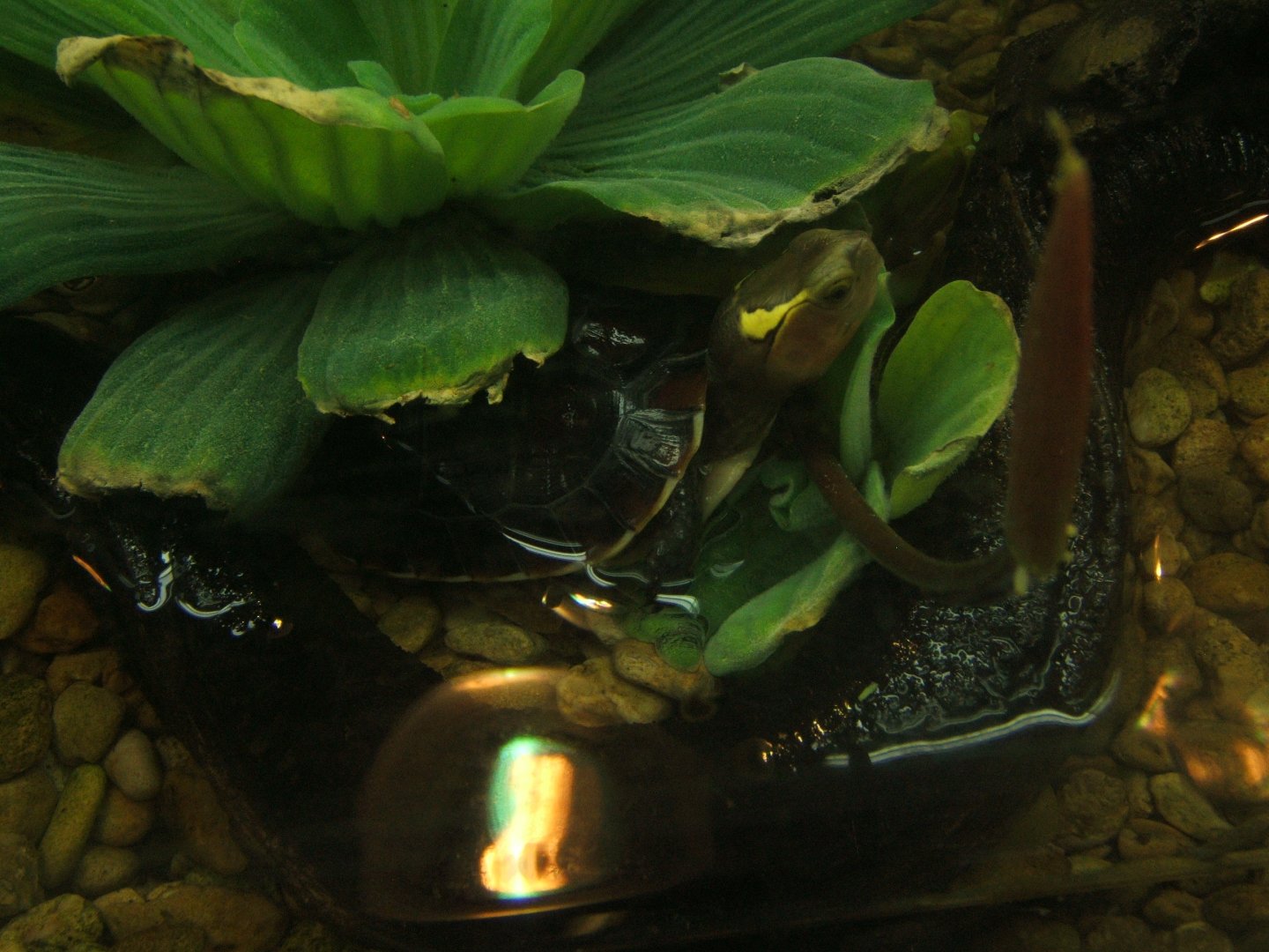 29/1/2017 Young Chinese Box Turtle