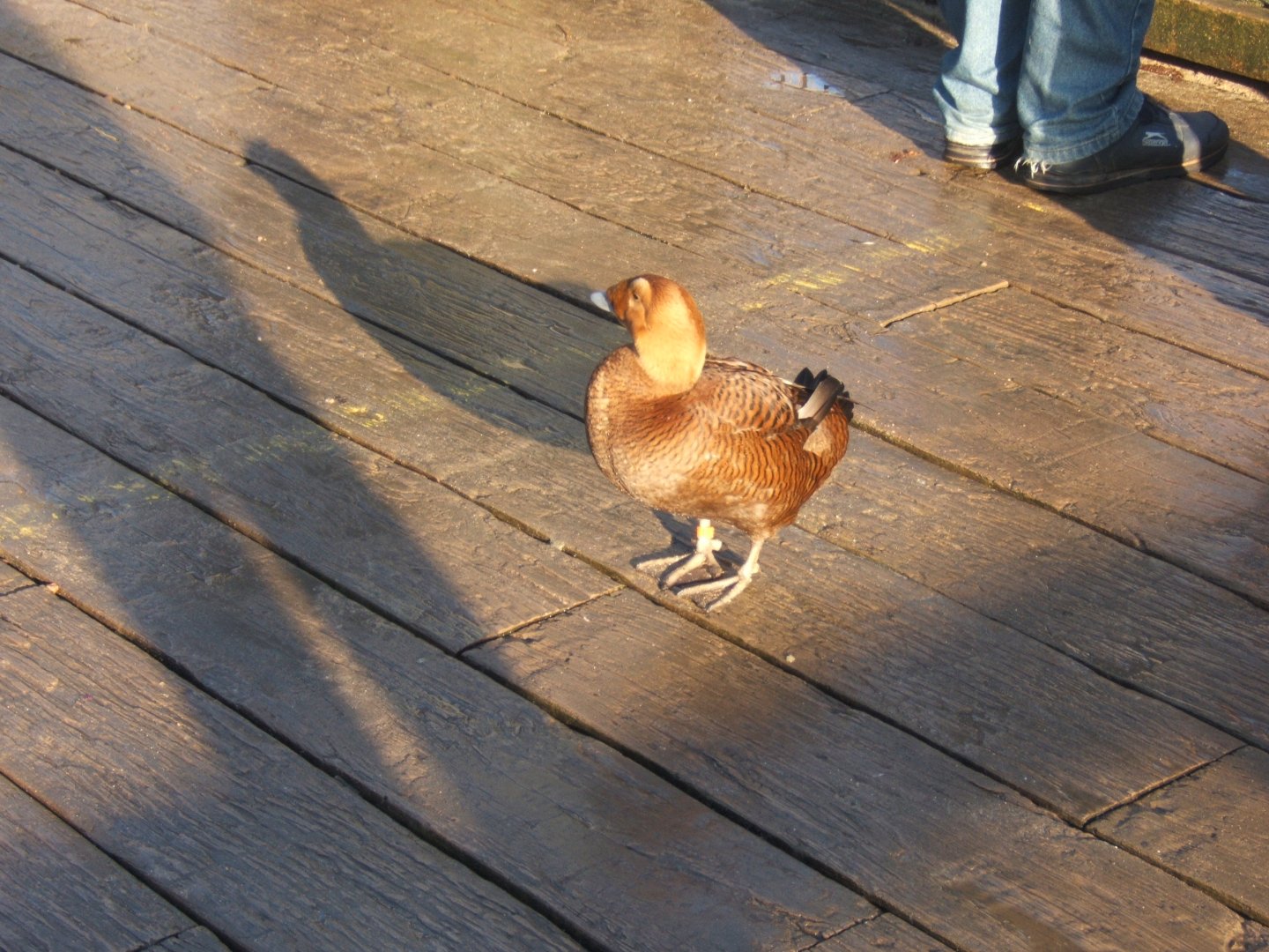 29/12/2016 female Spectacled Eider