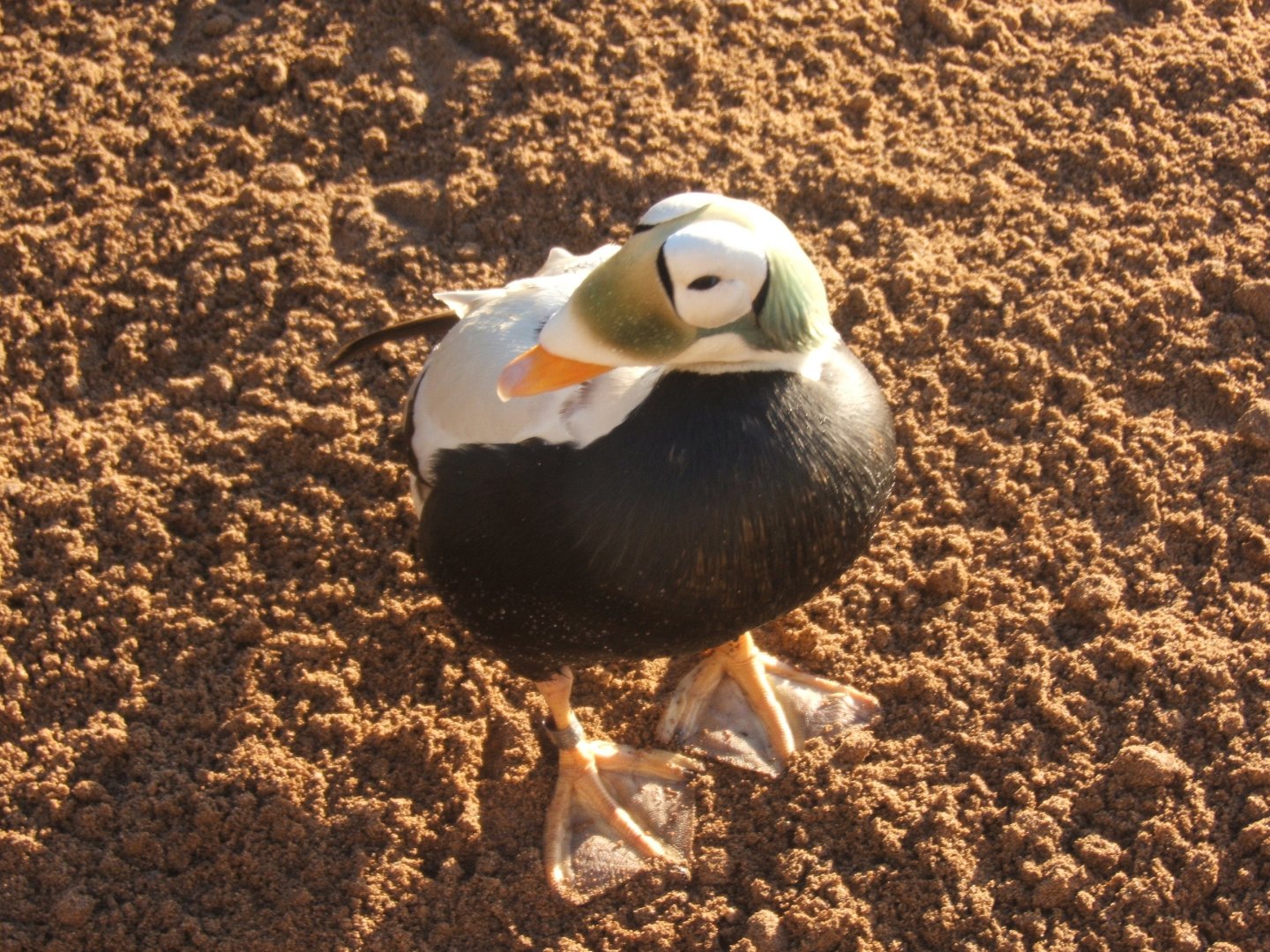 29/12/2016 male Spectacled Eider