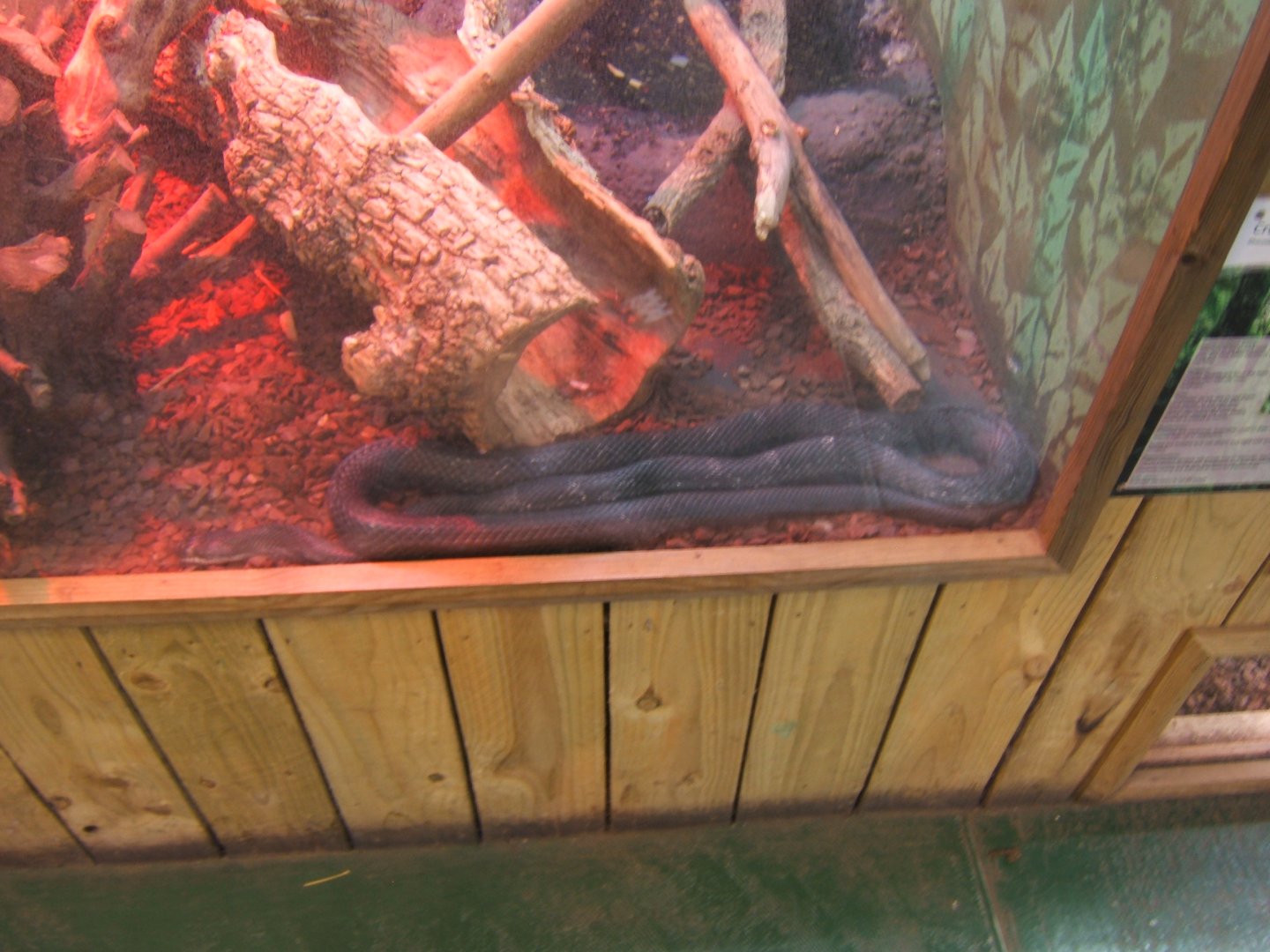 29/4/2017 Black Rat Snake