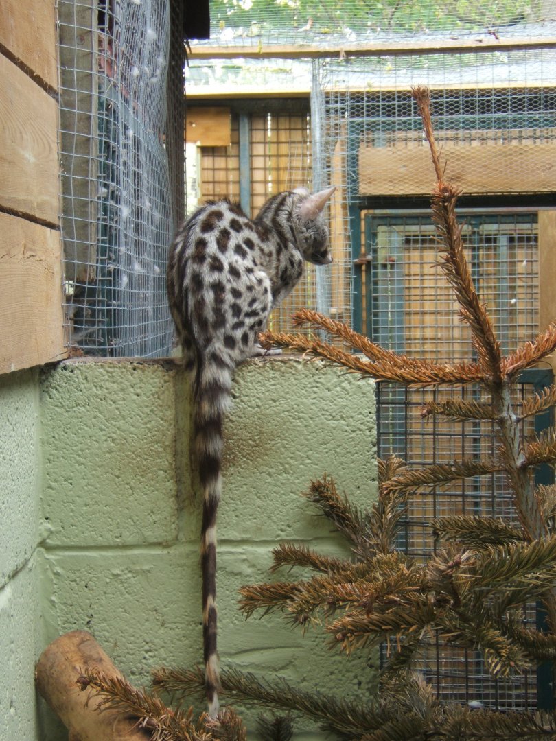 29/4/2017 Common Genet