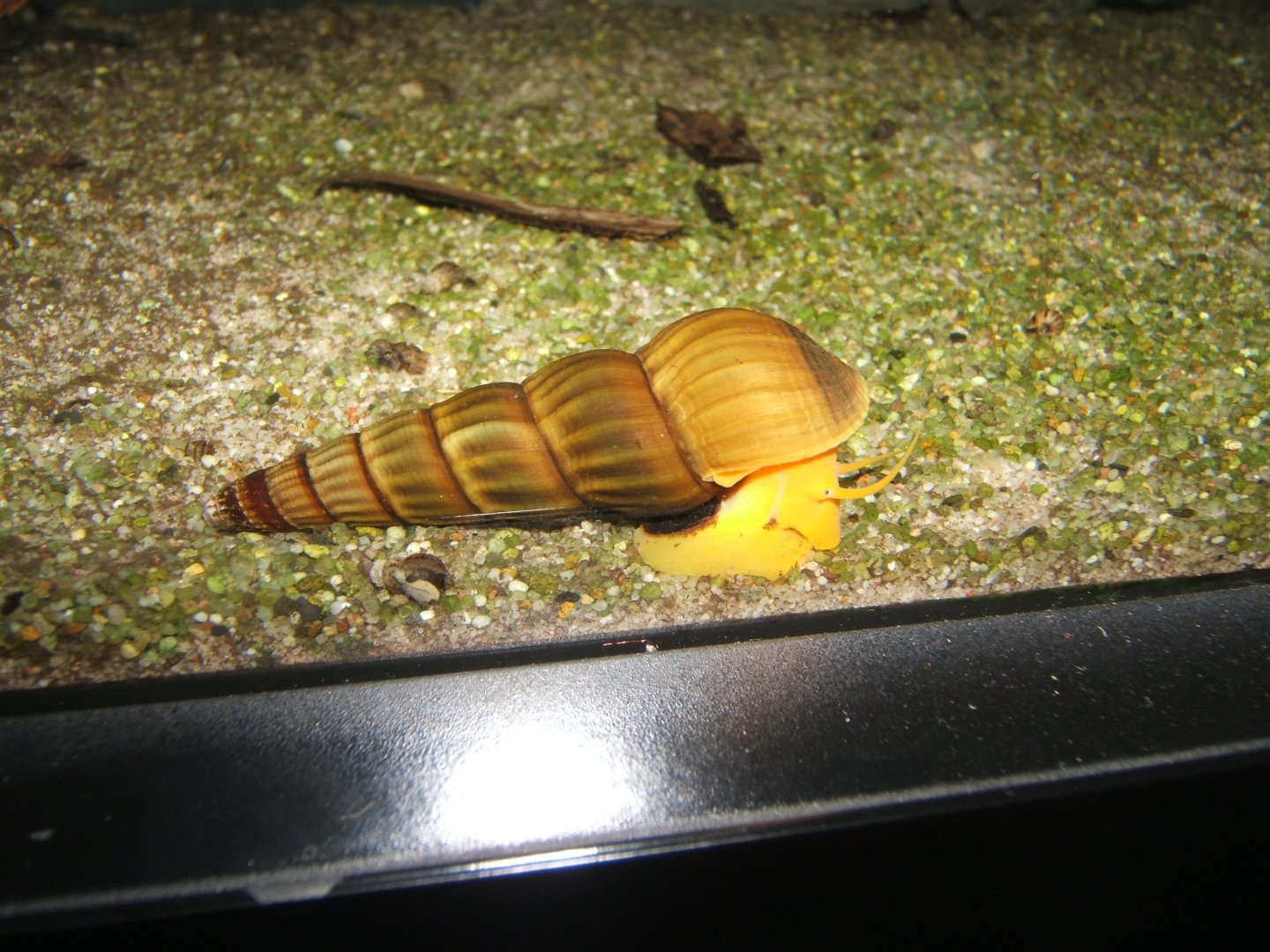 29/4/2017 Orange Rabbit Snail (Tylomelania gemmifera)