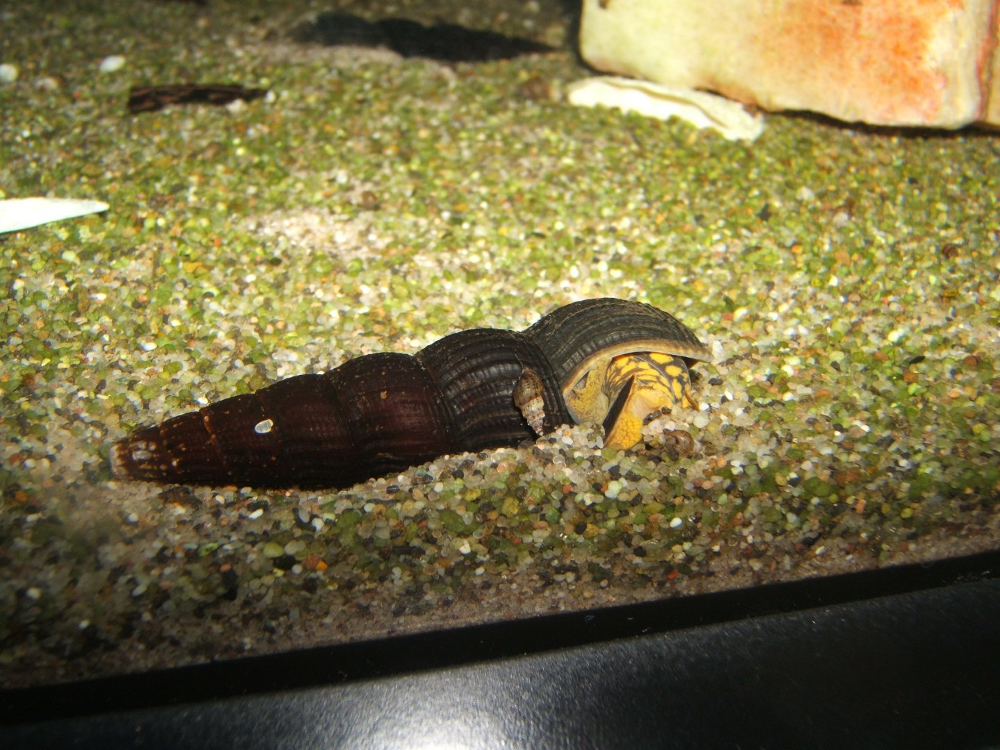 29/4/2017 Tiger Rabbit Snail