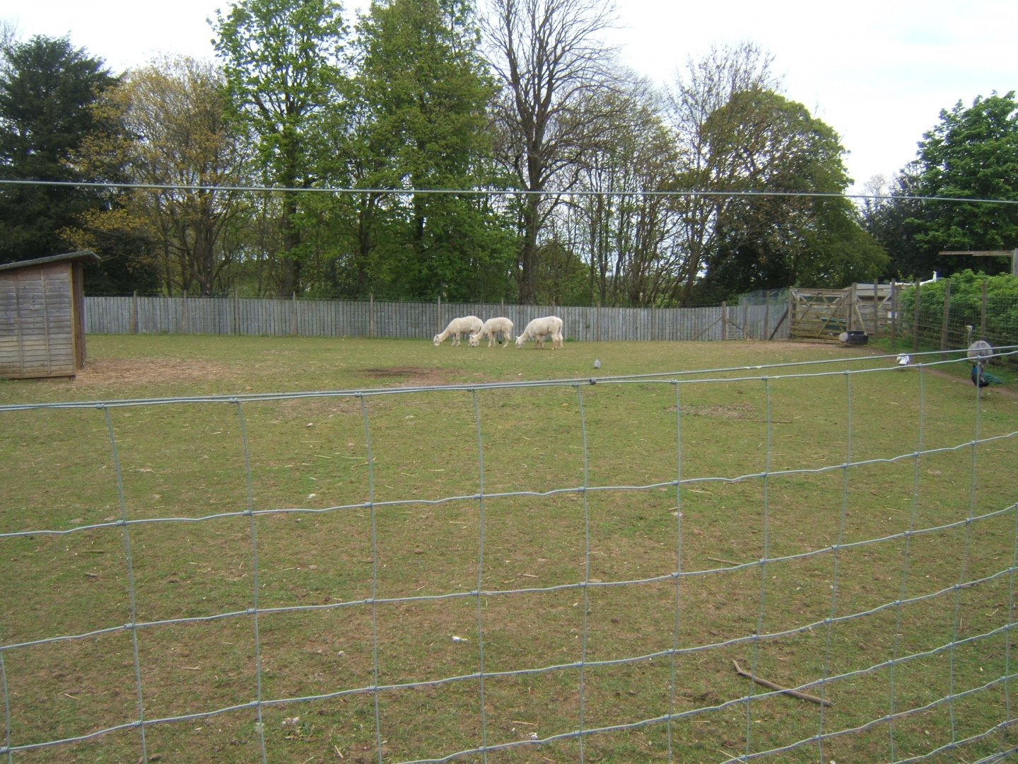 29/4/2017 View of Alpaca and Greater Rhea enclosure