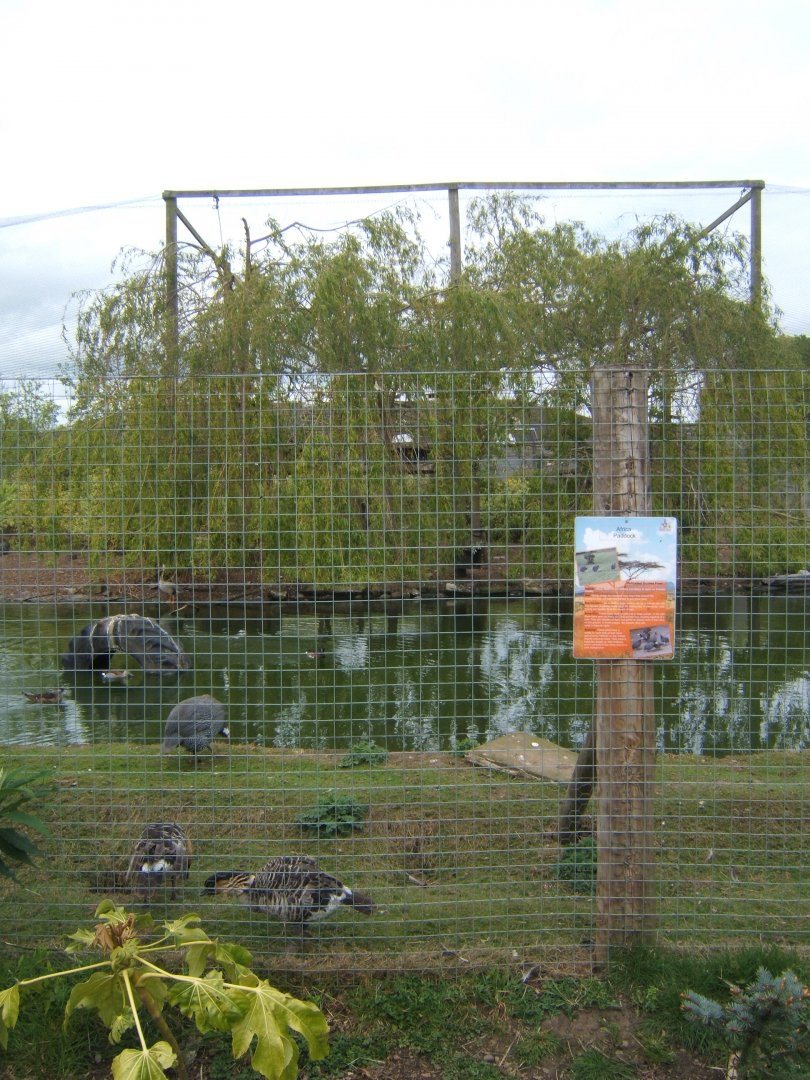 29/4/2017 View of Large mixed Bird Aviary
