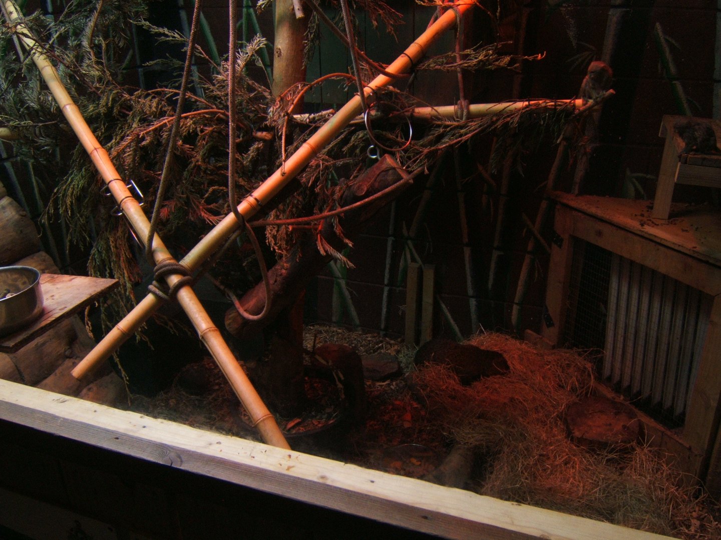 29/4/2017 View of Marmoset and Agouti enclosure