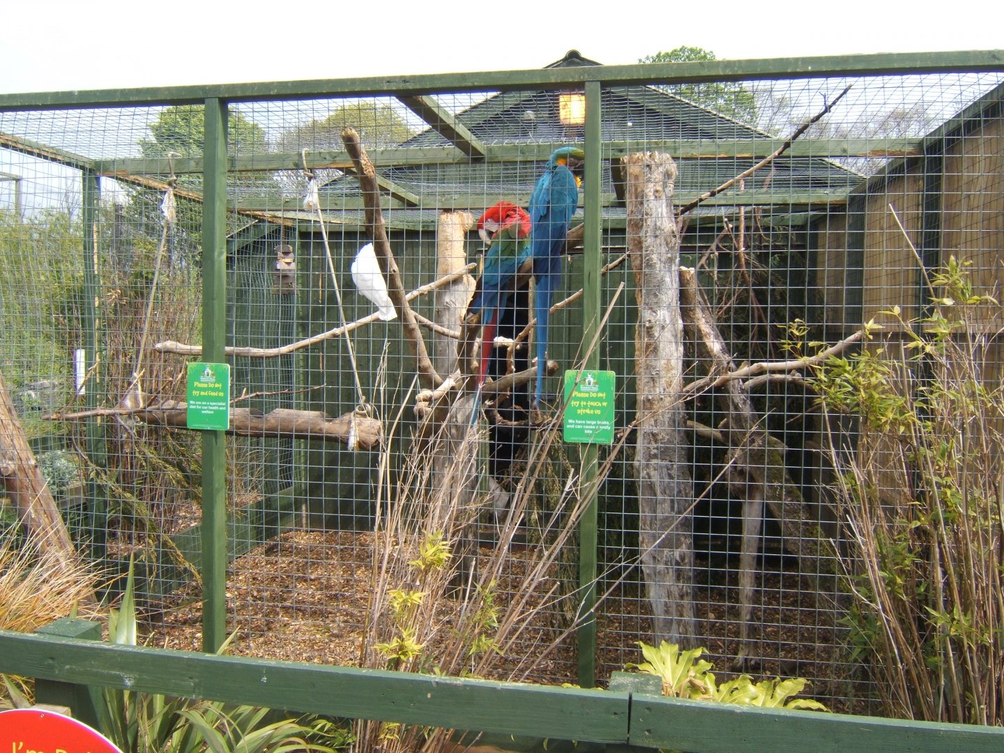 29/4/2017 View of mixed Macaw aviary