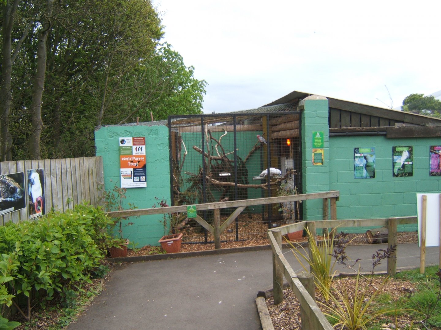 29/4/2017 View of mixed Parrot aviary
