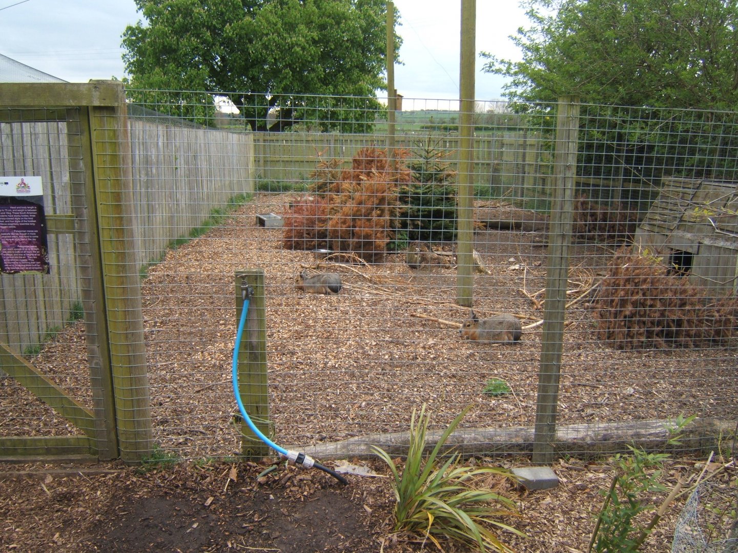 29/4/2017 View of Patagonian Mara