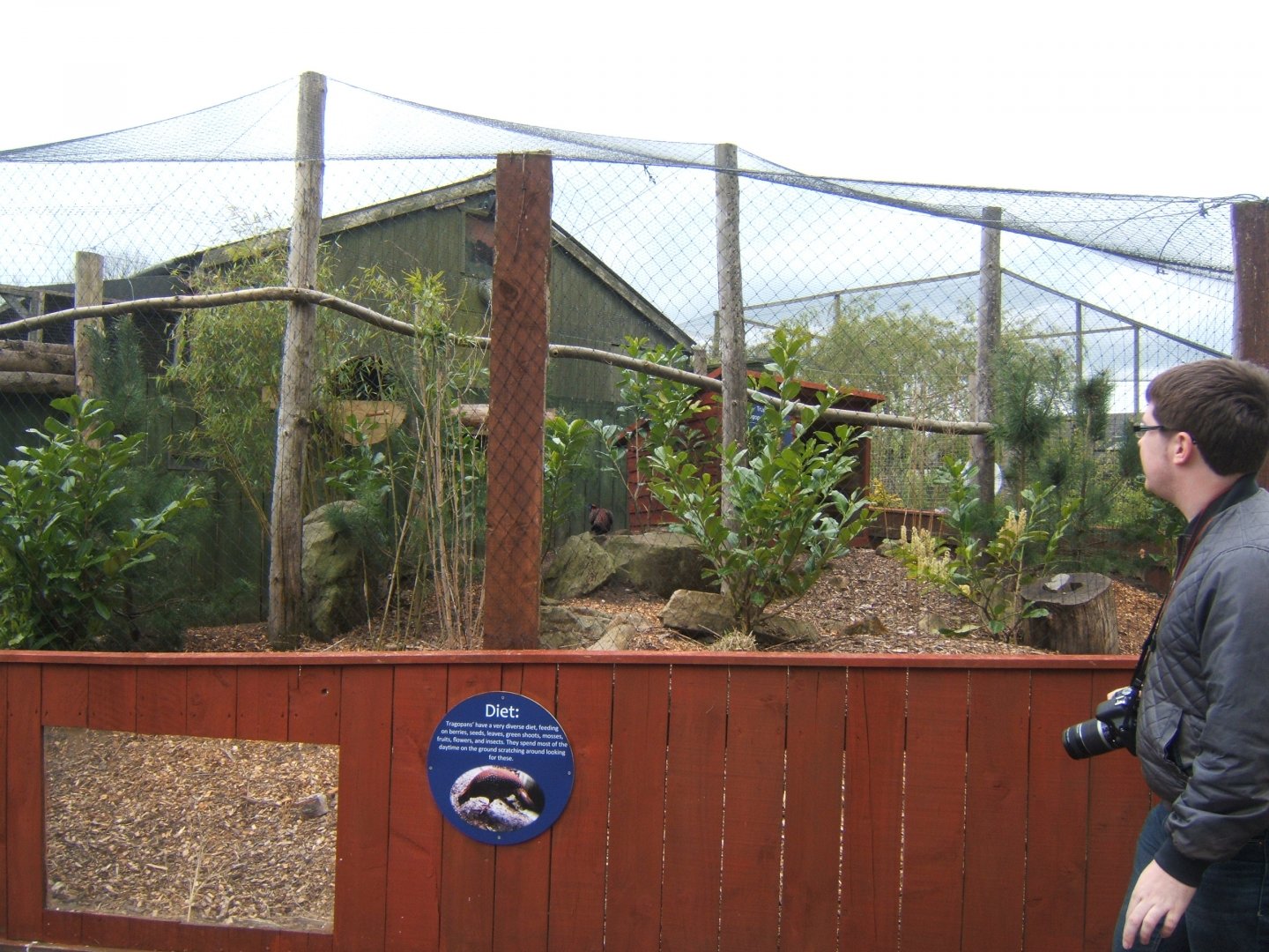 29/4/2017 View of Temmincks Tragopan