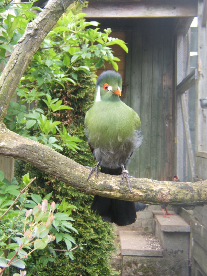 29/4/2017 White-cheeked Turaco