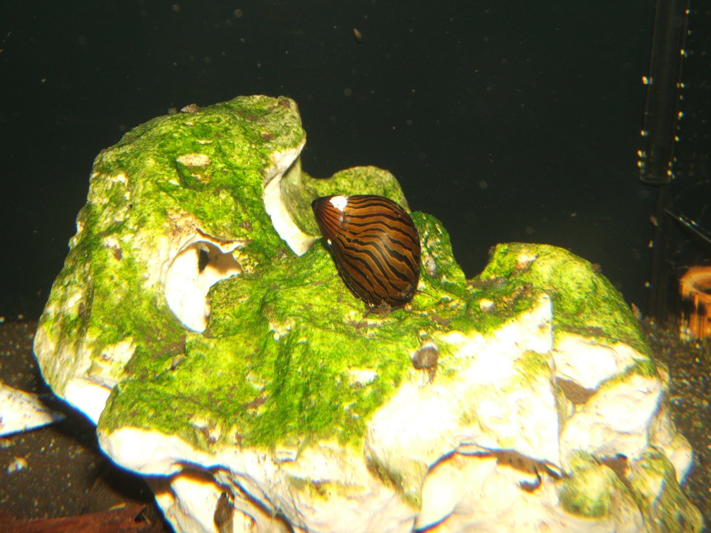 29/4/2017 Zebra Snail (Neritina natalensis)
