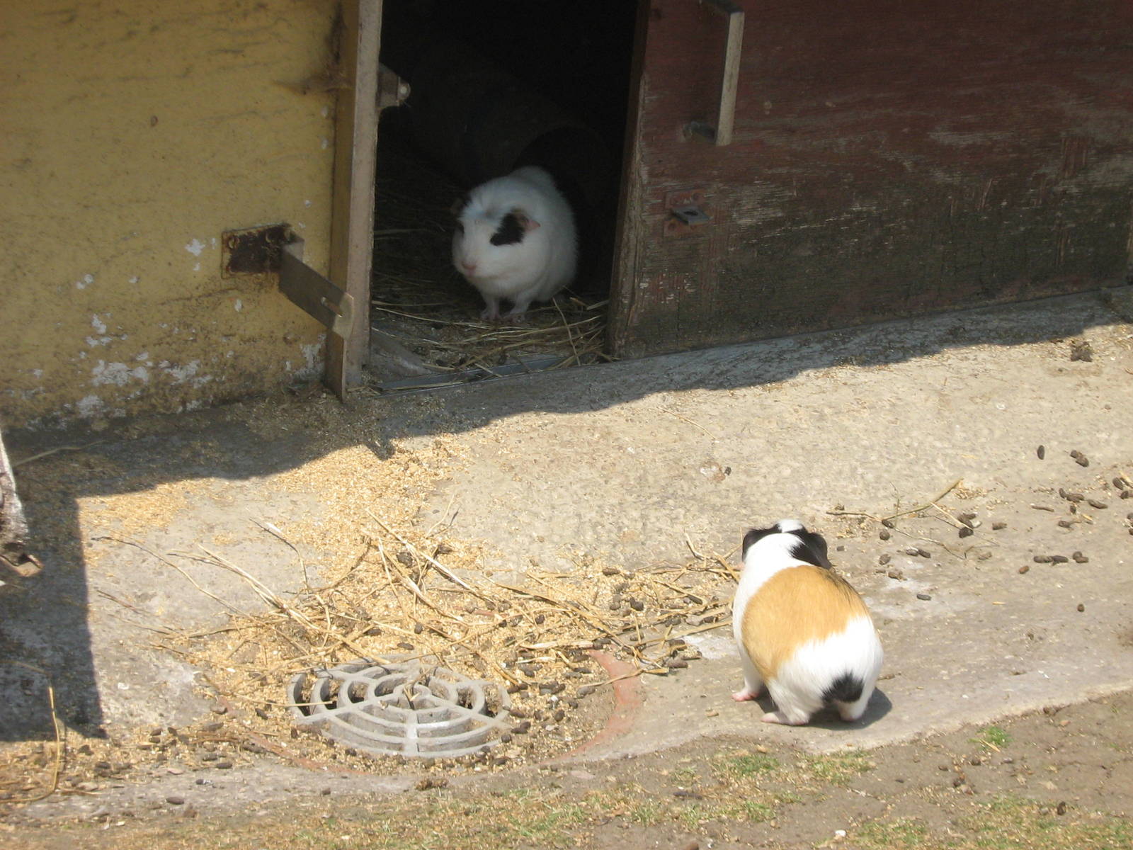 2guinea pigs in children's zoo