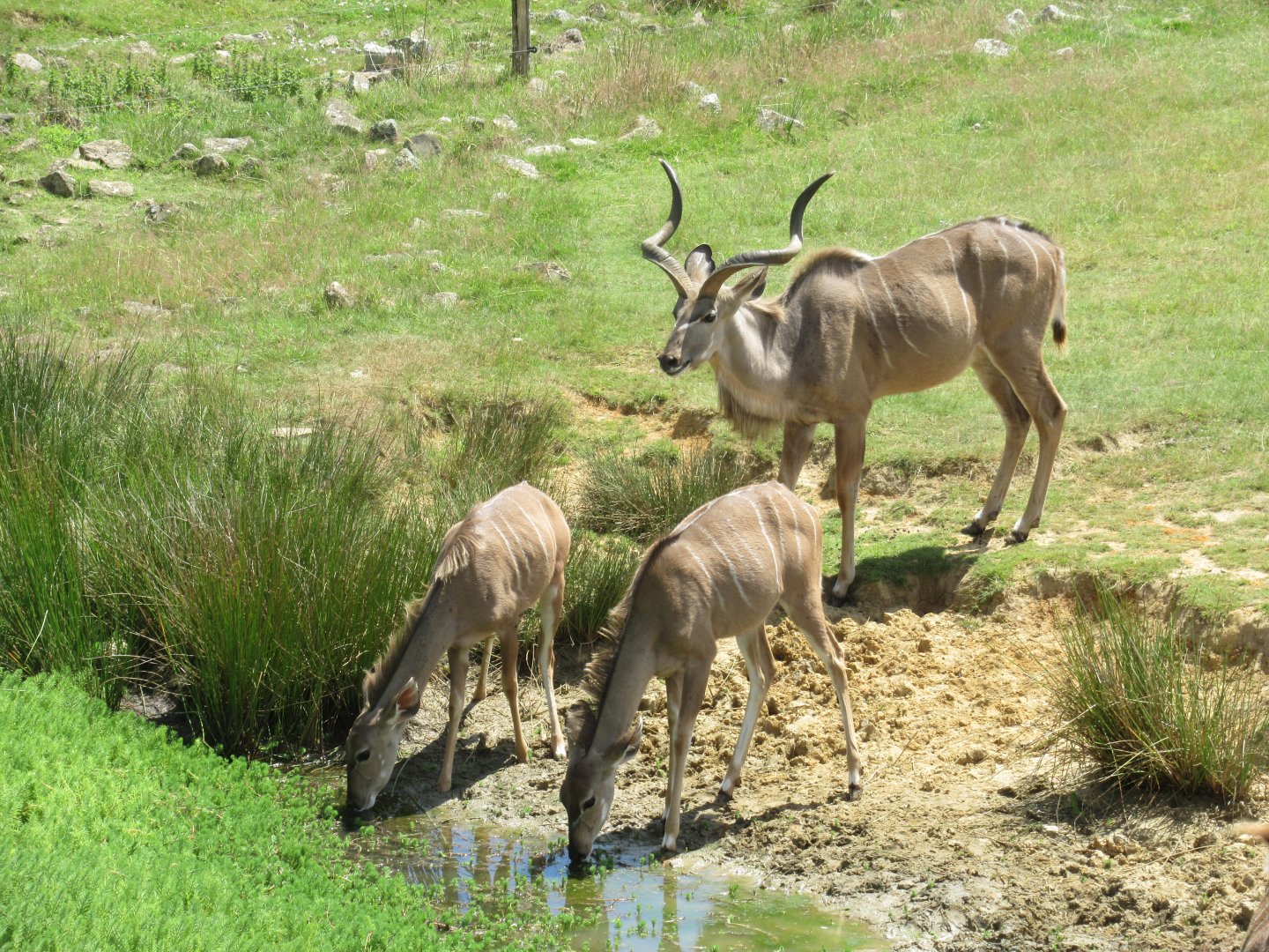 2nd African plains enclosure