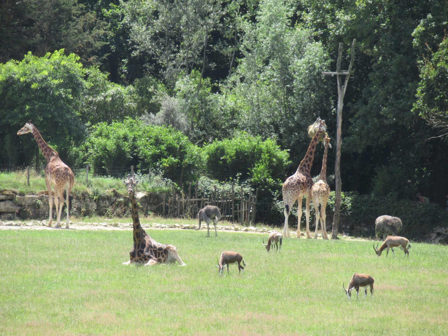 2nd African plains enclosure