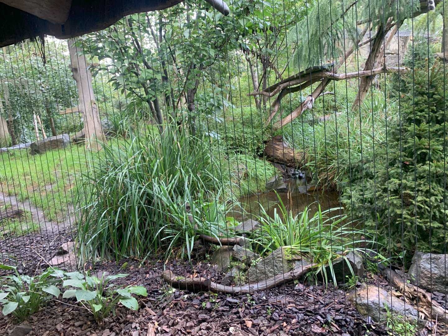 2nd Amur Leopard enclosure - Taiga