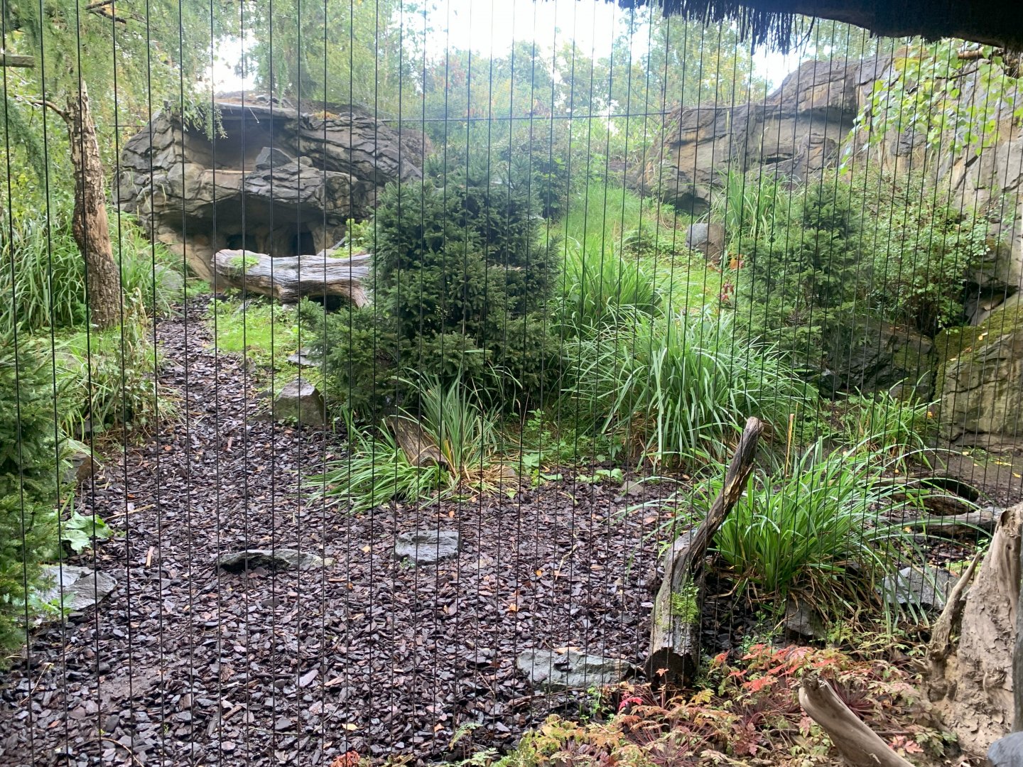 2nd Amur Leopard enclosure - Taiga