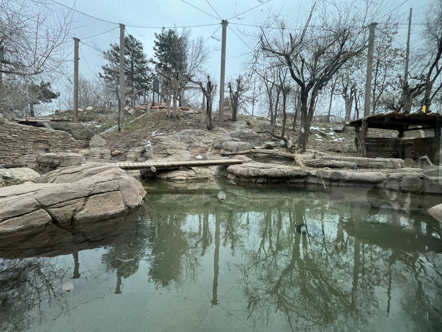 2nd Amur Tiger exhibit