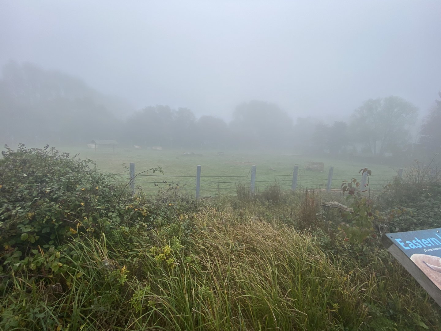 2nd black rhino yard