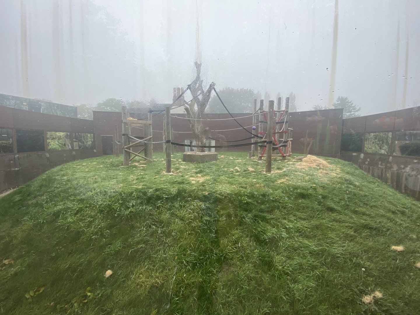 2nd Bornean orangutan enclosure