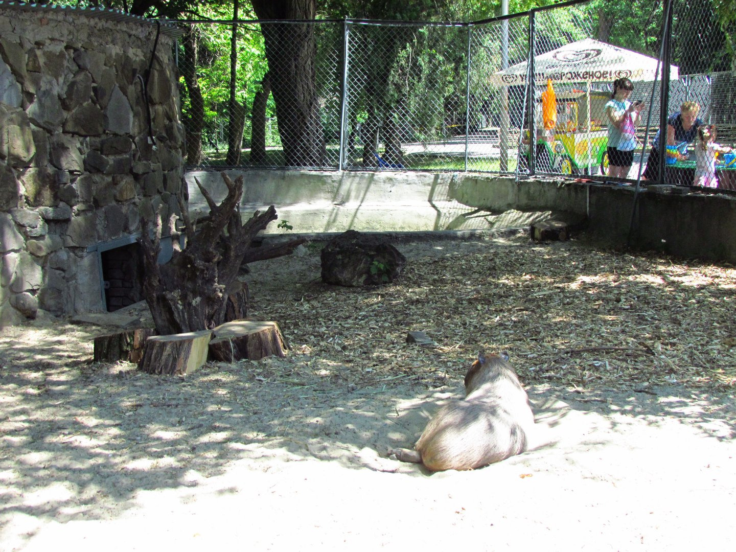 2nd capybara exhibit