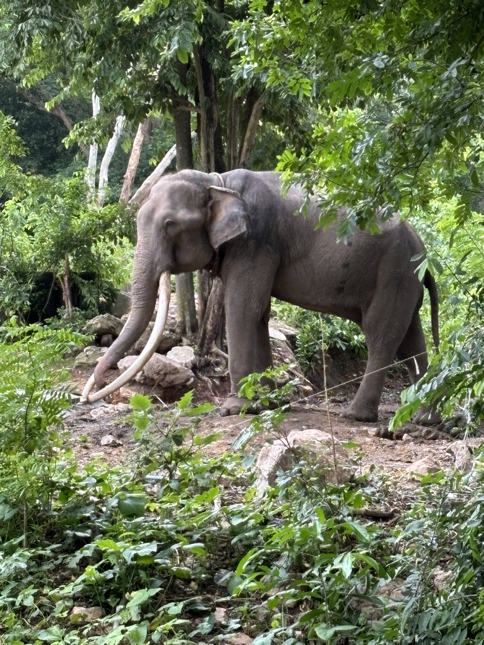 2nd Chained Bull Asian Elephant