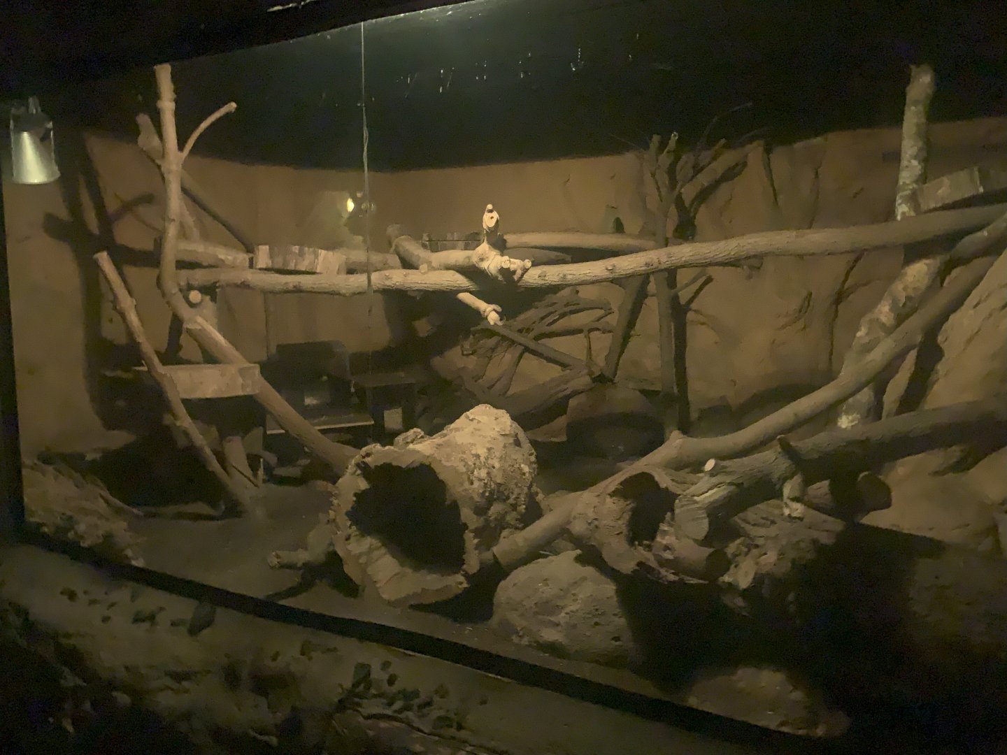 2nd Eastern Quoll enclosure