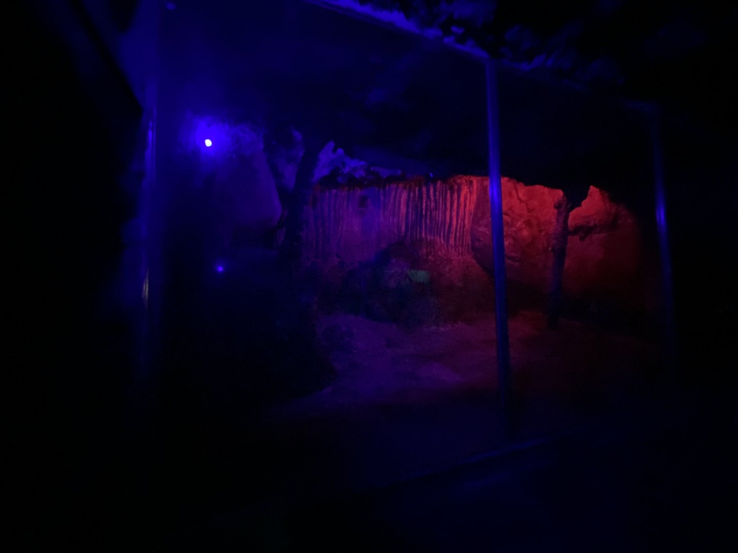 2nd Egyptian fruit bat enclosure