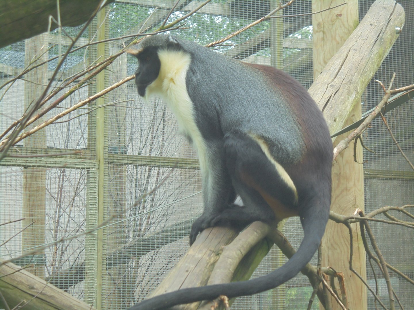 2nd Female Diana Monkey