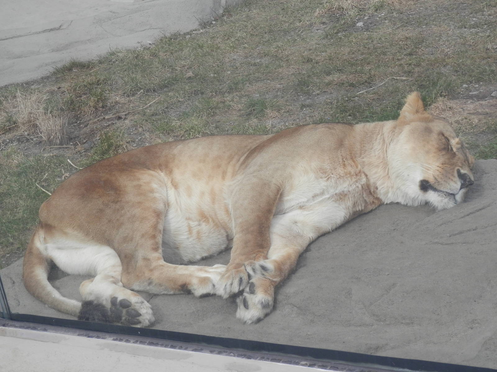 2nd female Lion on a heated rock