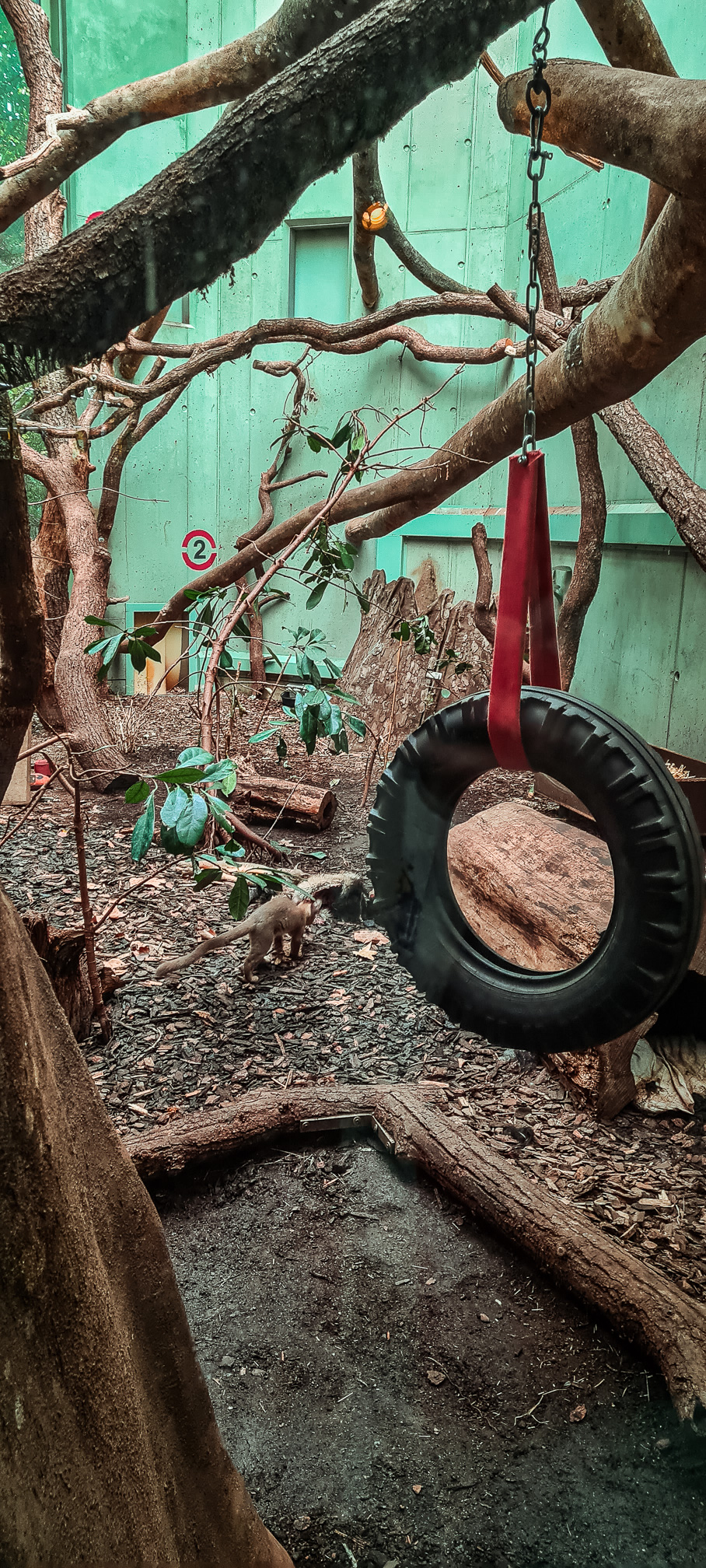 2nd fossa indoor enclosure