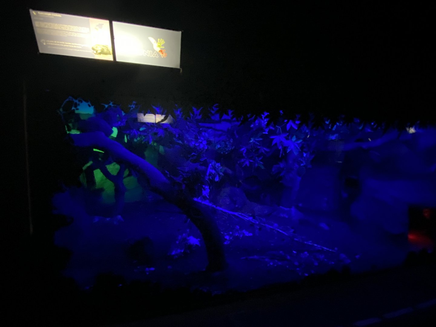 2nd half of African crested porcupine enclosure