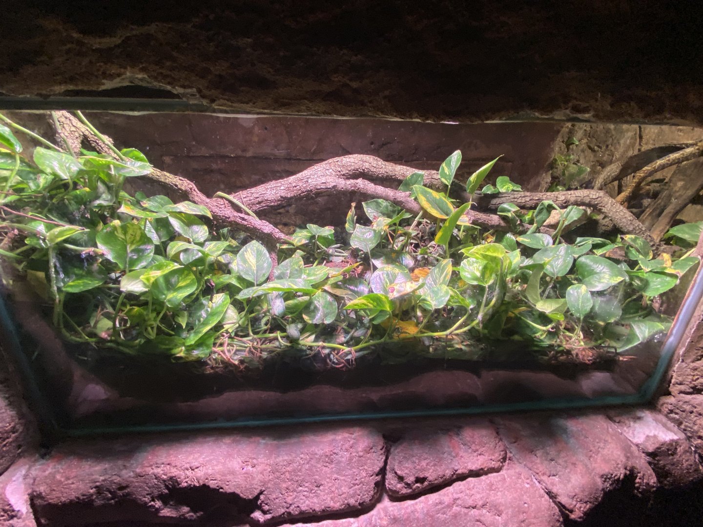 2nd half of python exhibit