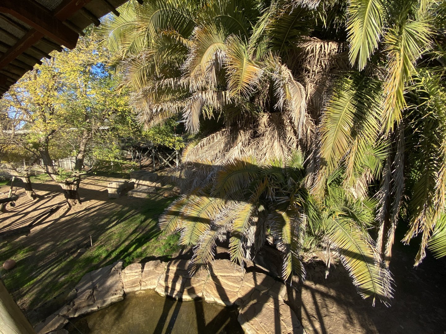 2nd half of white lion enclosure