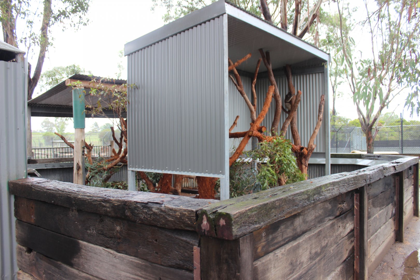 2nd Koala enclosure
